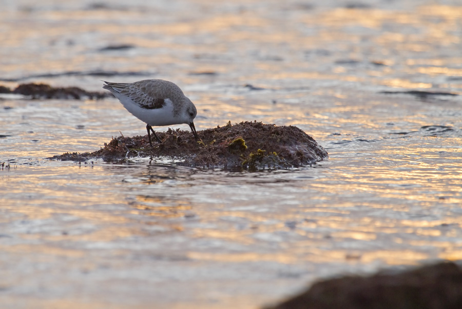 Wading bird feeding along the coast