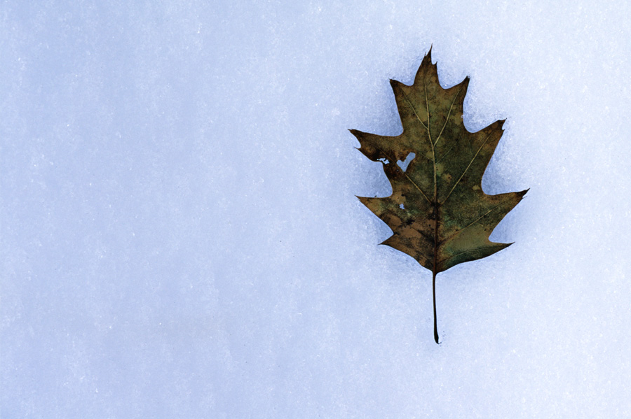 Oak Leaf in Snow